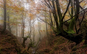 Pays Basque, Espagne, arbres, brouillard, automne, matin