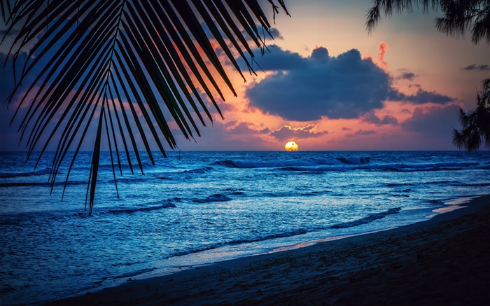 Beach, soir, coucher du soleil, nuages, feuilles, mer des Caraïbes Fonds d'écran, image