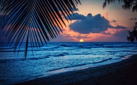 Beach, soir, coucher du soleil, nuages, feuilles, mer des Caraïbes