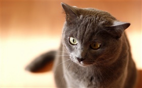 Black cat, maison, visage HD Fonds d'écran