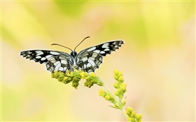 papillon blanc noir, fleur jaune