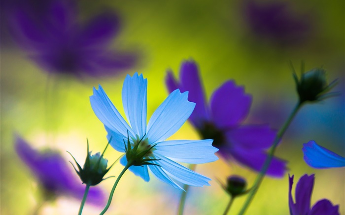 Fleurs bleues et violettes, été, flou Fonds d'écran, image