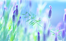 Fleurs bleues, violet, été, flou fond HD Fonds d'écran