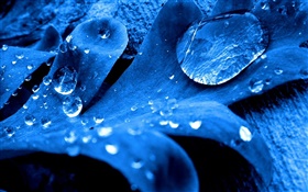 Bleu leaf close-up, des gouttes d'eau HD Fonds d'écran