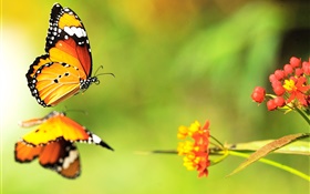 Papillon, fleurs rouges HD Fonds d'écran