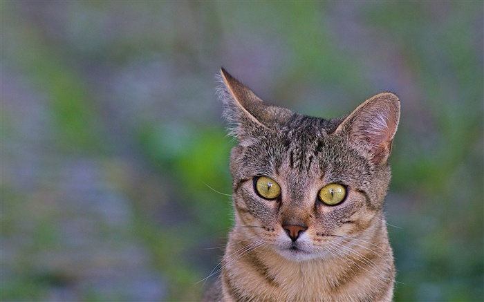 Cat close-up, yeux jaunes, fond vert Fonds d'écran, image