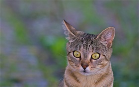 Cat close-up, yeux jaunes, fond vert