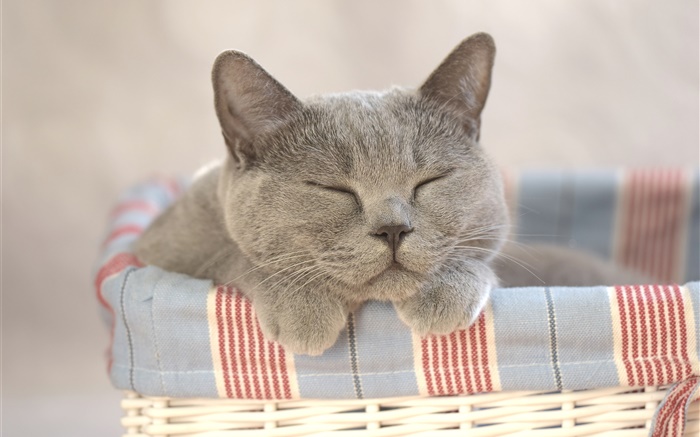Cat dormir, maison Fonds d'écran, image