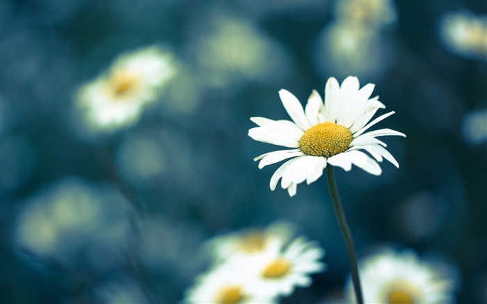 Camomille fleur, fond flou Fonds d'écran, image