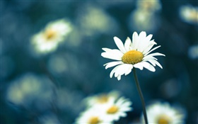 Camomille fleur, fond flou HD Fonds d'écran