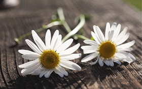 Camomille, fleurs blanches, planche de bois