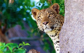 Curiosité léopard, le visage, les yeux, la pierre