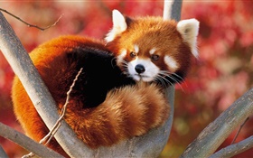 Cute animal dans l'arbre, le panda rouge
