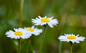 Marguerites, fleurs blanches, flou fond