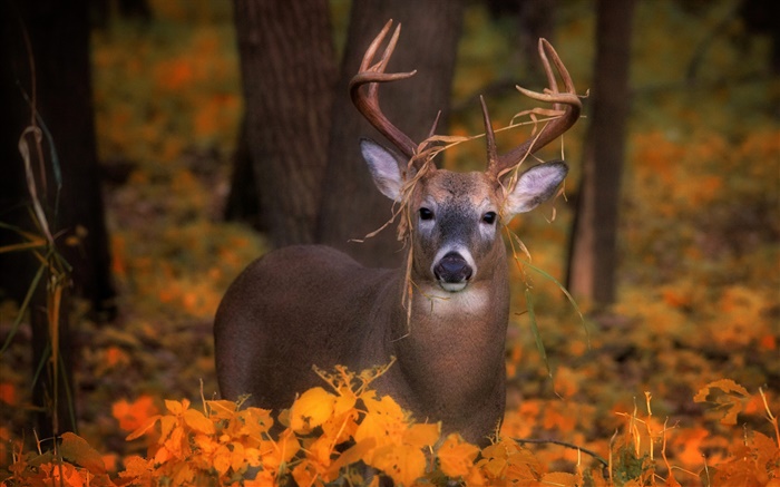 Deer à l'automne, les feuilles jaunes Fonds d'écran, image