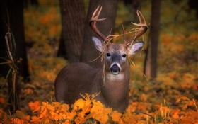 Deer à l'automne, les feuilles jaunes
