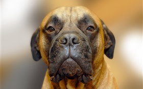 Dog portrait, le visage HD Fonds d'écran