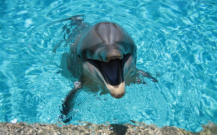 Dolphin dans l'eau, heureux Fonds d'écran, image