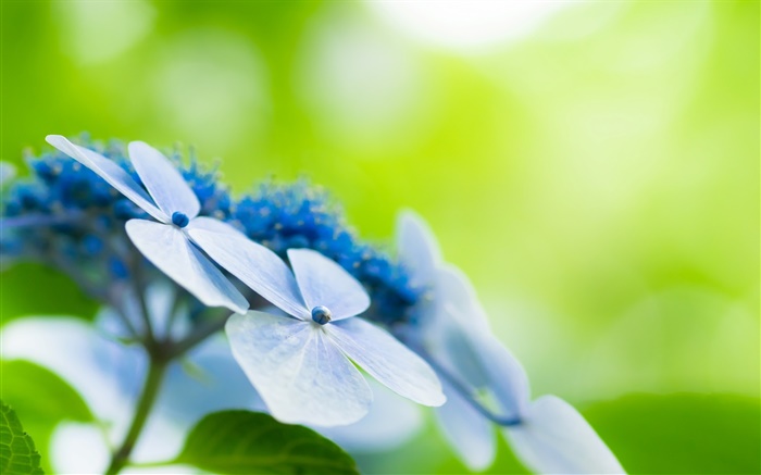 Quatre pétales, fleurs bleues, bokeh Fonds d'écran, image