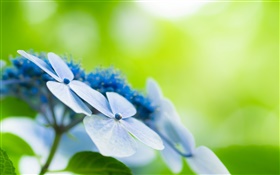Quatre pétales, fleurs bleues, bokeh HD Fonds d'écran