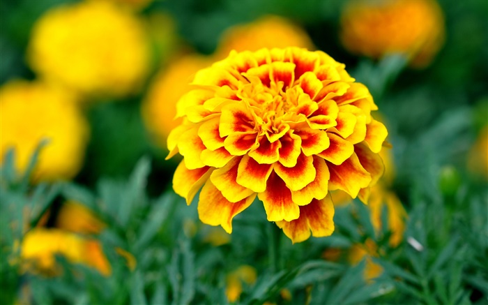 Jardin, pétales jaunes fleurs Fonds d'écran, image