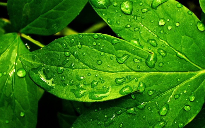 Green leaf close-up, gouttes, rosée Fonds d'écran, image