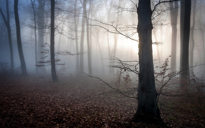 Hongrie, forêt, brouillard, crépuscule, automne Fonds d'écran, image