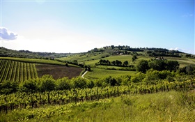 Italie, Toscane, champs, arbres, maisons, collines HD Fonds d'écran