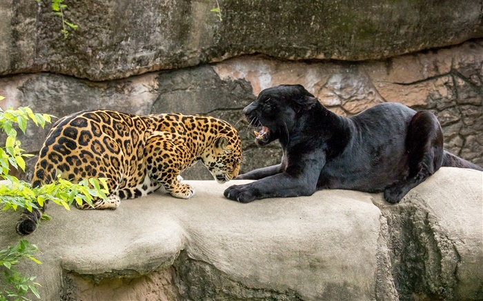 Jaguar, noir, chats sauvages, les prédateurs Fonds d'écran, image
