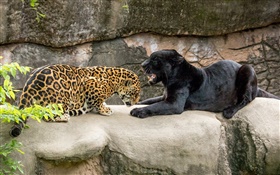 Jaguar, noir, chats sauvages, les prédateurs HD Fonds d'écran