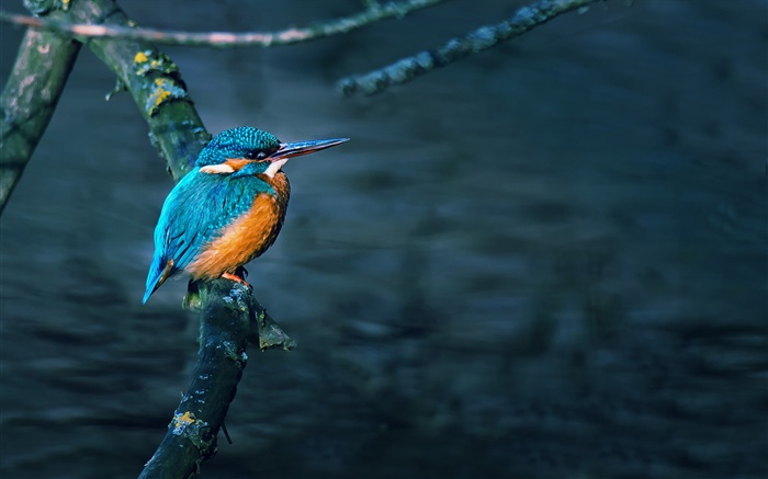 Kingfisher, oiseau, branche d'arbre, de l'eau Fonds d'écran, image
