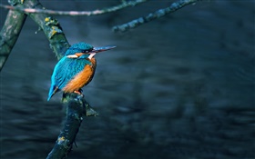 Kingfisher, oiseau, branche d'arbre, de l'eau