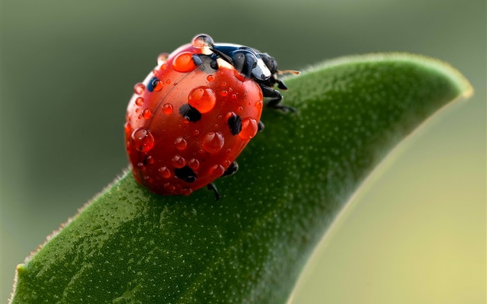 Ladybug macro photographie, des gouttes d'eau, feuille verte Fonds d'écran, image