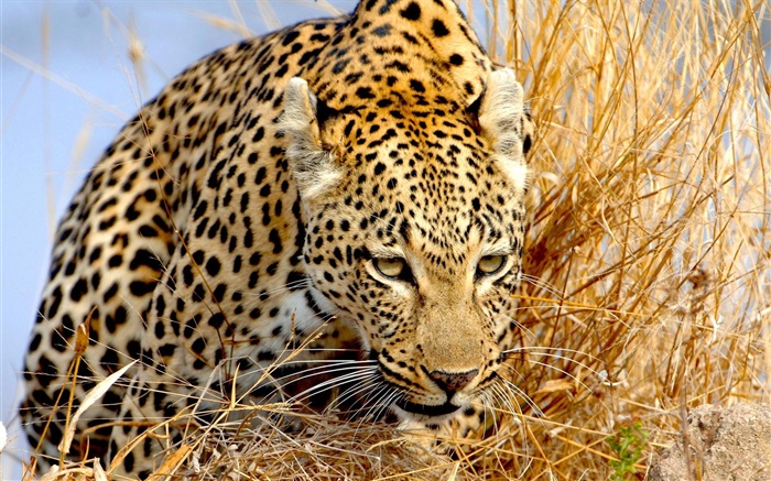léopard caché dans l'herbe, les yeux Fonds d'écran, image