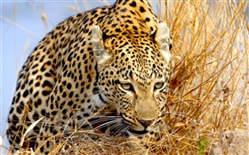 léopard caché dans l'herbe, les yeux