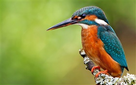 Solitaire kingfisher