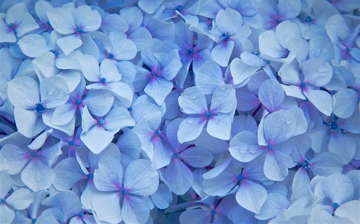 Beaucoup de fleurs d'hortensia, pétales bleus, rosée Fonds d'écran, image