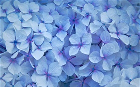 Beaucoup de fleurs d'hortensia, pétales bleus, rosée