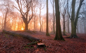 Matin, forêt, arbres, brouillard, lever de soleil HD Fonds d'écran