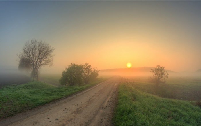 Matin, route, herbe, arbres, brouillard, lever de soleil Fonds d'écran, image