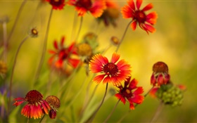 Fleurs d'oranger, fleurs sauvages HD Fonds d'écran