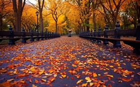 Parc, automne, banc, arbres, feuilles, chemin