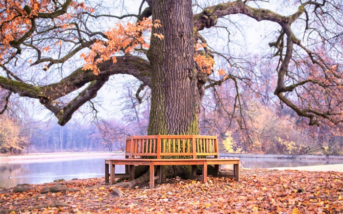 Park, grand arbre, banc, automne Fonds d'écran, image