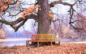 Park, grand arbre, banc, automne