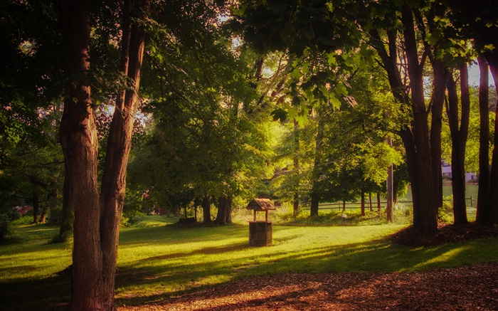 Park, l'herbe, les arbres, les rayons du soleil, l'été Fonds d'écran, image
