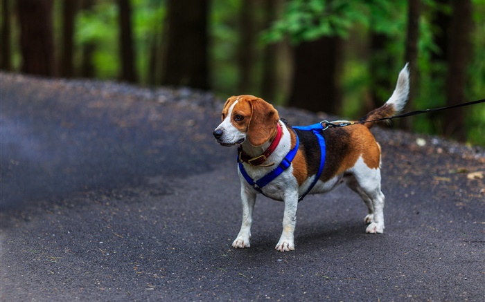 Animaux, chien, beagle Fonds d'écran, image