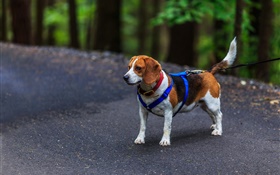 Animaux, chien, beagle HD Fonds d'écran