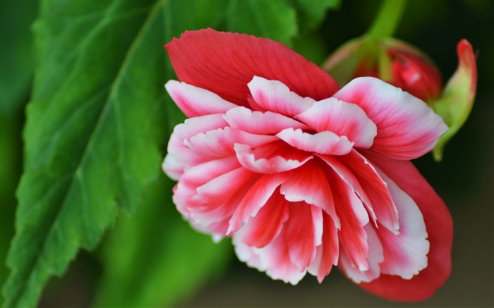 fleur de bégonia rose, pétales, macro photographie Fonds d'écran, image