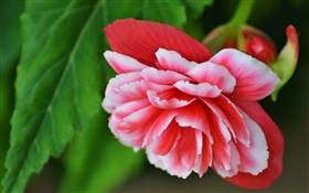 fleur de bégonia rose, pétales, macro photographie