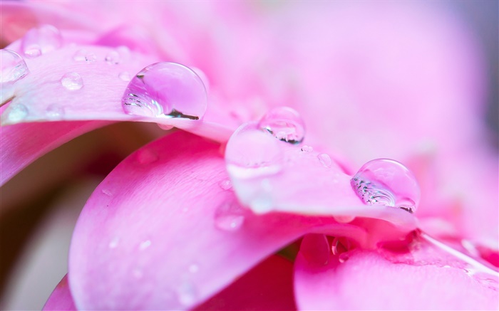 Fleur rose macro photographie, pétales, rosée Fonds d'écran, image